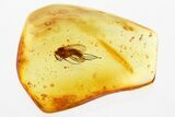 Detailed Fossil Fungus Gnat and Mites In Baltic Amber #346619-1